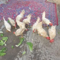 خروس|حیوانات مزرعه|مشهد, شهرک بهارستان|دیوار