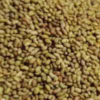 بذر یونجه پایه بلند رنجر آمریکایی