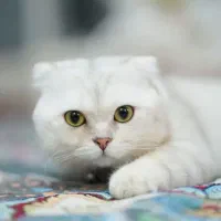گربه اسکاتیش سیلور نر