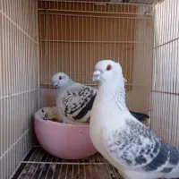 جفت شامی کاکلی پولکی با جوجه