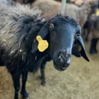 ۴۰%تخفیف بمدت ۱هفته/قلم آبی شکم خالی گوسفند