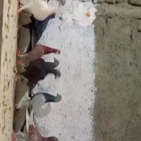 ۱۵تا دلبر هوایی مخصوص بازی