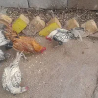 مرغ وخروس سیبرایت انگلیسی