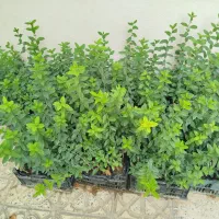 ۲۰۰ عدد گل شمشاد سبز فروش کلی