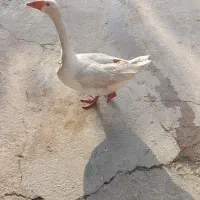 غاز نر دو ساله