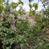خوابگاه دخترانه نزدیک آبرسان