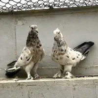 یک جفت کبوتر روسی