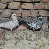 کبوتر|پرنده|خوشاب, |دیوار