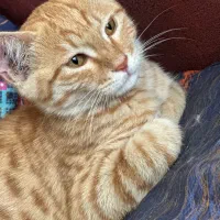 بچه گربه ملوس و اجتماعی