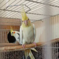 عروس هلندی
