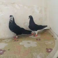 کفتر پرشی جفتگاه ساده افشون کرواتی سینه کله یهودی