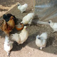 مرغ و خروس ابریشمی
