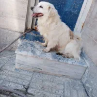 واگذاری سگ اشپیتز