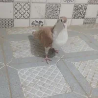 کبوتر ساده زرد