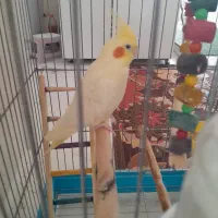 عروس هلندی ماده
