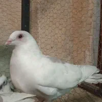 کفتر|پرنده|تهران, اتابک|دیوار