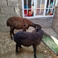 میش و بره