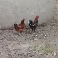 خروس و مرغ تخم گذار