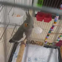 ۲عدد عروس هلندی نر و ماده