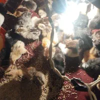 جوجه مرغ گلین.پاپر.طوسی.مرغ شاخدار