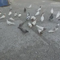 35عدد کفتر