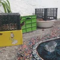 سه عدد مرغ کرک