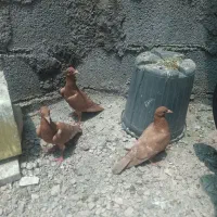 مقلف زرد پلاکی