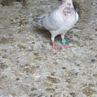 جوجه المانی