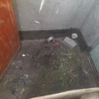 مرغ سبزواری و تخمی