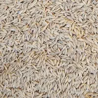 جو بذری شیش پر