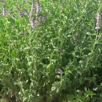 نعناع خانگی