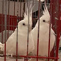 عروس هلندی آلبینو