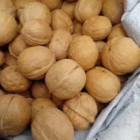 فروش گردو کاغذی درجه یک