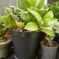 آگاو کاکتوس