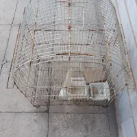 قفس پرنده