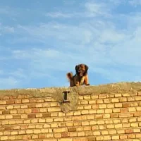 پاکوتاه نره