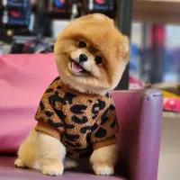سگ توله پامرانین پامر pomeranianخرسی گرید A++