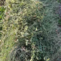 پرس شبدر