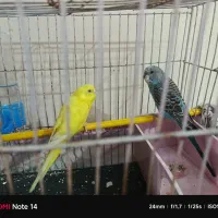 یک جفت مرغ عشق نر و ماده