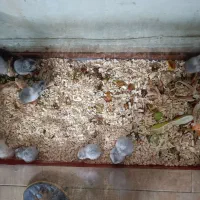 همستر های چاق و بامزه کوچولو