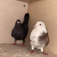 کفتر
