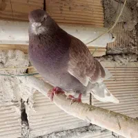 کبوتر کفتر پرشی