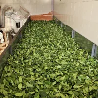 فروش چای دستی با بهترین کیفیت