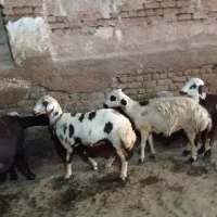گوسفند فروشی