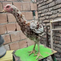 مرغ لاری اصل چیلی