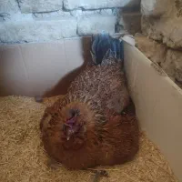 مرغ کرچ لری