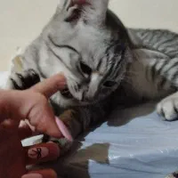 گربه میکس اسکاتیش