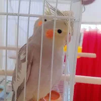 عروس هلندی