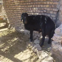 قوچ درجه یک صاف