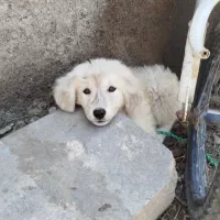 توله سگ سرابی ۲ماهه نگهبان